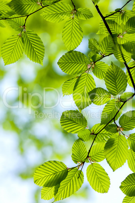 Beautiful, harmonious forest detail, with hornbeam leaves