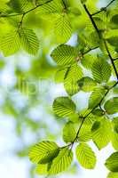 Beautiful, harmonious forest detail, with hornbeam leaves