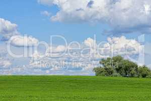 Beautiful green field with white clouds