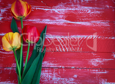 Three tulips on a red wooden background