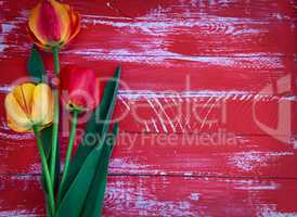 Three tulips on a red wooden background