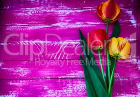 Three multi-colored tulips on a pink wooden background