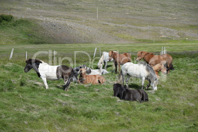 Pferde auf Island