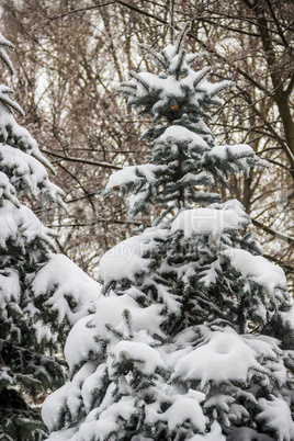 fir under snow