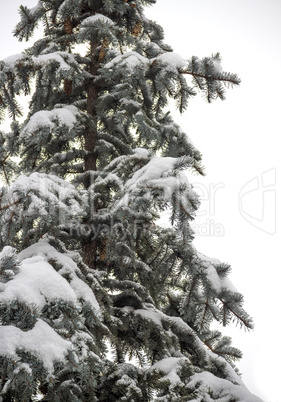 fir under snow