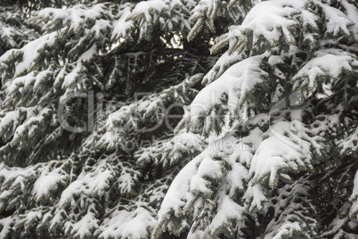 fir under snow