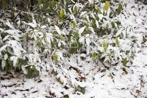 frozen leaves at the snow