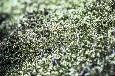close-up moss at the stone