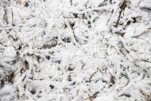 frozen leaves at the snow