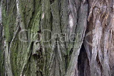 close-up bark of tree