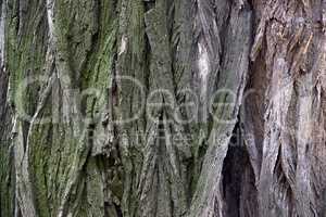 close-up bark of tree