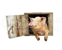 pig looks out from window of shed isolated