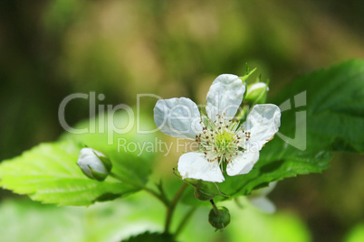 wild raspberry flower in the forest