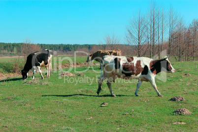 cows on the farm pasture