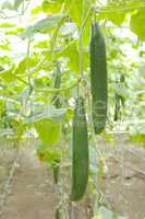 Cucumbers in greenhouses