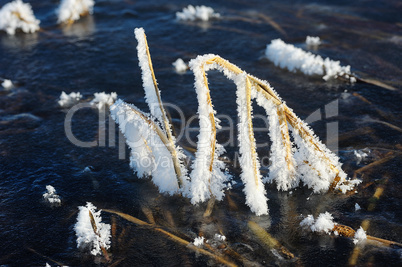 Hoarfrost on a stems