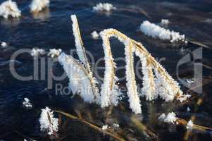 Hoarfrost on a stems