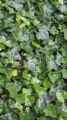 Ivy leaves