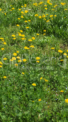 Grass meadow - vertical