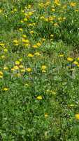 Grass meadow - vertical