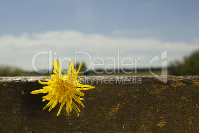 Yellow dandelion closeup