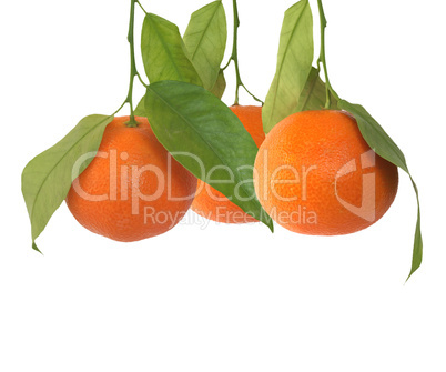 Mandarin isolated over white