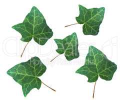 Ivy Hedera plant leaf isolated over white
