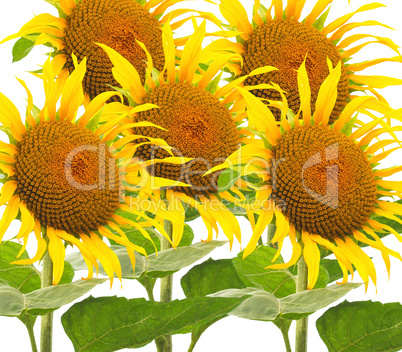 Many Sunflower flowers