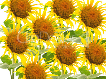 Many Sunflower flowers