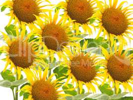 Many Sunflower flowers