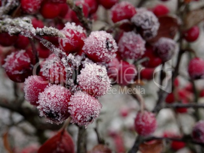 rote Feuerbeeren mit Raureif