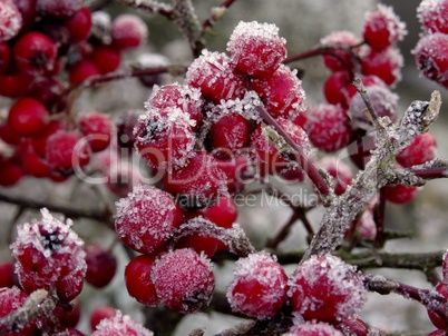 rote Beeren mit Raureif