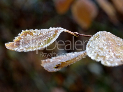 Herbstblatt mit Raureif