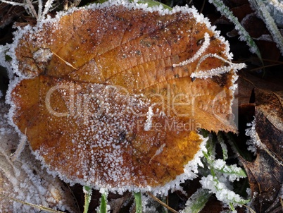 braunes Blatt mit Eisschicht und Raureif