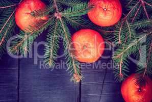 Orange tangerines with spruce branches, vintage toning