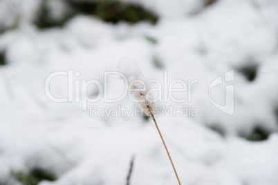 Green grass under the snow