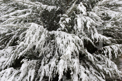 Green leaves of the lime-tree under the first snow