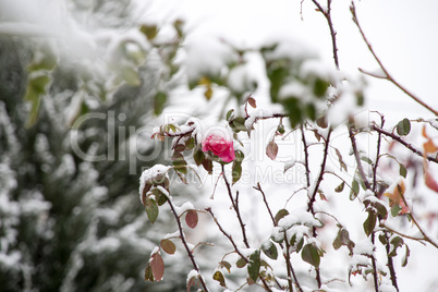 Flowers under white snow in winter closeup