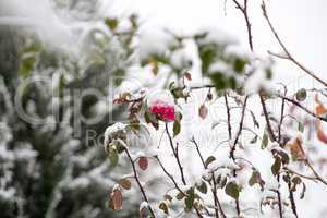 Flowers under white snow in winter closeup