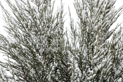 Green leaves of the lime-tree under the first snow