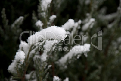 Green leaves of the lime-tree under the first snow