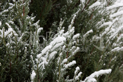 Green leaves of the lime-tree under the first snow