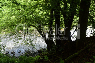 Nister im Westerwald