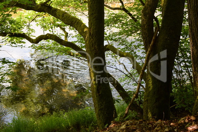 Nister im Westerwald