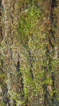 Tree bark background