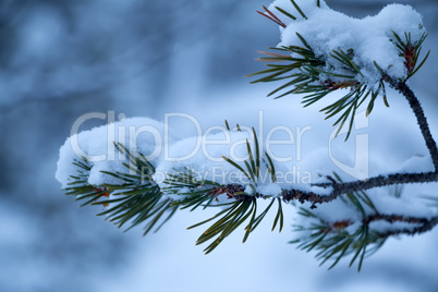 Snow-Covered Pine Branch