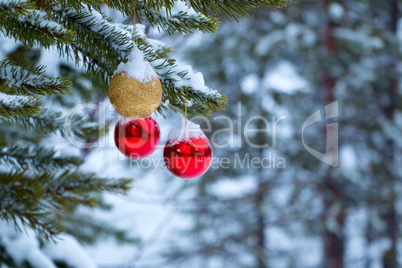 Christmas Balls on Snow-Covered Pine Branch