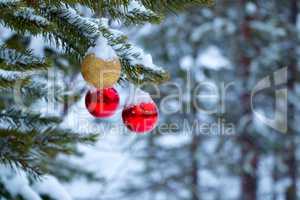 Christmas Balls on Snow-Covered Pine Branch