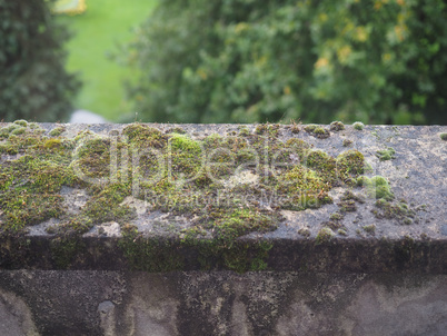 Moss on a concrete wall