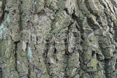 bark, tree, texture